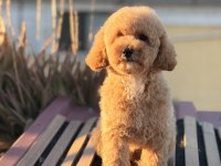 Üst kalite toy poodle