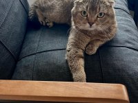 Çok uysal ve sakin scottish fold