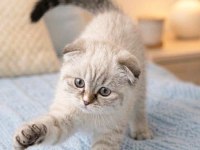 Scottish fold silver lynx point dişi