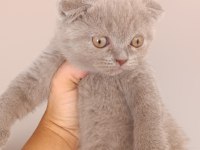 Safkan british ve scottish fold yavrular