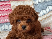 ORJİNAL TOY POODLE KÖPEĞİMİZ