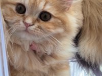 BRİTİSH LONGHAİR SARl