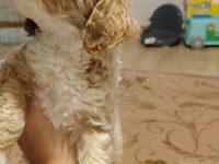 2.5 Aylık maltipoo