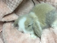 HOLLANDA LOP TAVŞAN