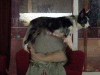 Köpeğimize Erkek Eş Arıyoruz