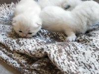 Son iki erkek yavru scottish fold