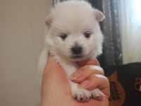 Pomeranian Bebeklerim