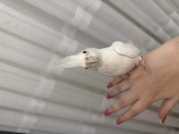 Albino Sultan Papağını