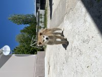 Son Erkek Akita İnu Kalite