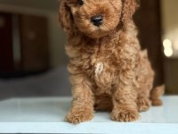 2 aylık Maltipoo yavrular