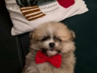 Belgeli aşılı pomeranian yavruları