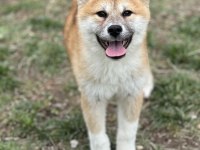 SCR’Lİ MUHTEŞEM JAPON AKİTA YAVRUMUZ