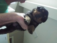Yavru rottweiler