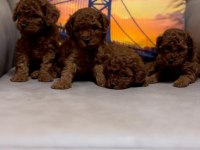 Toy poodle yavrular
