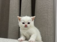 British shorthair beyaz yavru kedimiz