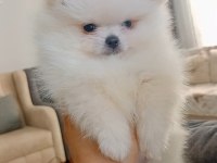 Pomeranian boo erkek yavru
