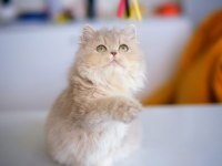 British Longhair AY25 Dişi