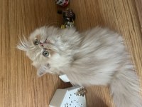 İRAN KEDİSİ YAKIŞIKLIM