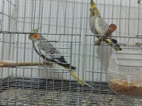 Çift halinde sultan papağanı