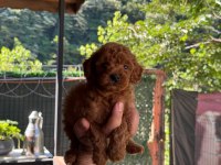 Show Kalite Toy Poodle Yavrular