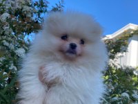 Sağlıklı Yavru Pomeranian Sahiplendiriyorum 3 Aylık