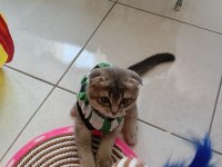 Scottish fold kedim 4 aylık sahibini arıyor