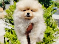 Pomeranian Yavruları