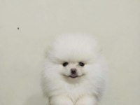 Pomeranian Boo Teddy Bear