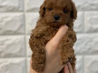 ANTALYA TOY POODLE YAVRULARI
