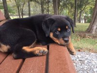 ROTTWEİLER BEBEK KÖPEKLERİ