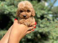 Türkiyenin en güzel maltipoo yavruları