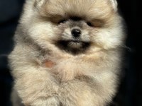 Petmode köpek çiftliğinden tea cup pomeranian boo