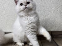 Asil yakışıklı british longhair oğlum