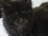 Maine coon black solid dişi ve erkek