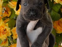 Cane Corso yavrularımız büyüdü