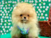 Safkan pomeranian bol yavrular