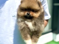 Yakışıklı Teddy Boo Pomeranian