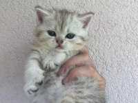 British shorthair