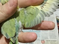 Forpus papağanı yavruları