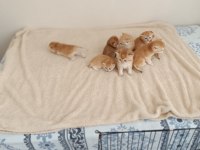 Neslinin En İyisi Golden NY12 British Shorthair Yavrular