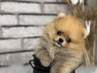 A KALİTENİN ÖTESİ POMERİAN BOO DÜNYASI