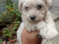 İzmir den orijinal Terrier Maltese yavrular