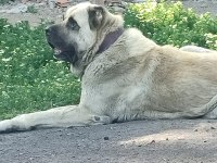 Anadolu Çoban Köpeği Yavruları