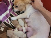 Dişi erkek pekinez köpekler