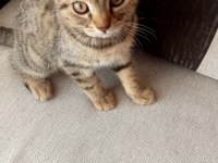 Tekir kedimiz sahibini bekliyor