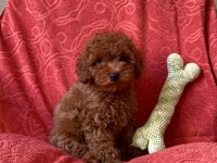 Red Brown Orjinal Toy Poodle Bebekler