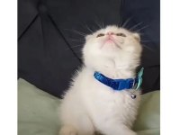 Yavru beyaz scottish fold