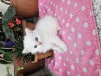 British Longhair Yavrular