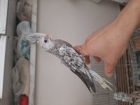 3 aylık sultan papağanı yavrusu