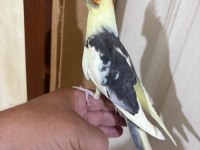 43 Günlük Kusursuz Sultan Papağanı Bebek